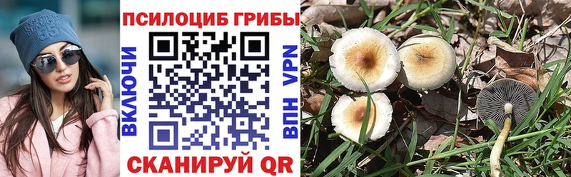 Купить закладки  Бокситогорск  Псилоцибиновые грибы Psilocybe 